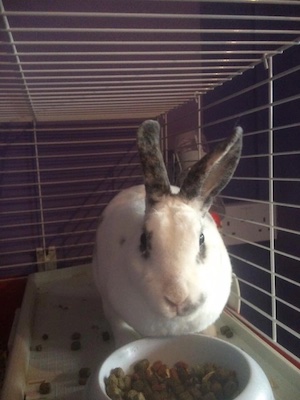 Mickey the rabbit by his food bowl