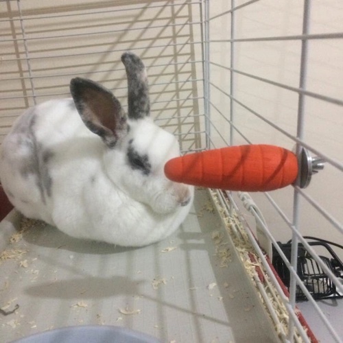 Mickey the rabbit with toy carrot