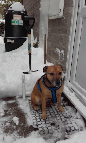 Sasha the dog in the snow