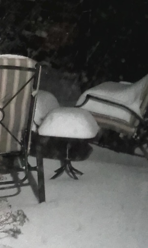 Snow in Somerset