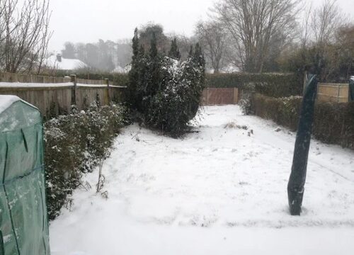 Snow scene in the garden