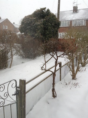 blanket of snow in garden