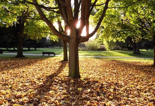 Tree sounded autumn leaves