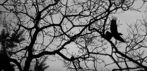 tree branches