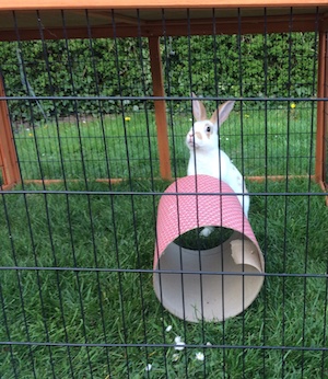 Dusty the rabbit in the garden