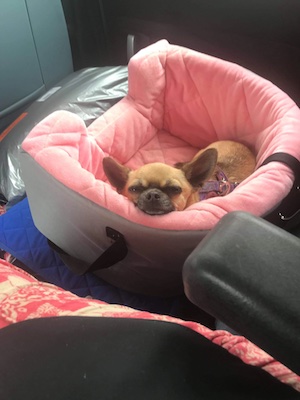 Indy The Chihuahua