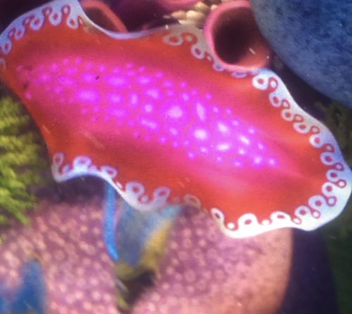 Red blob