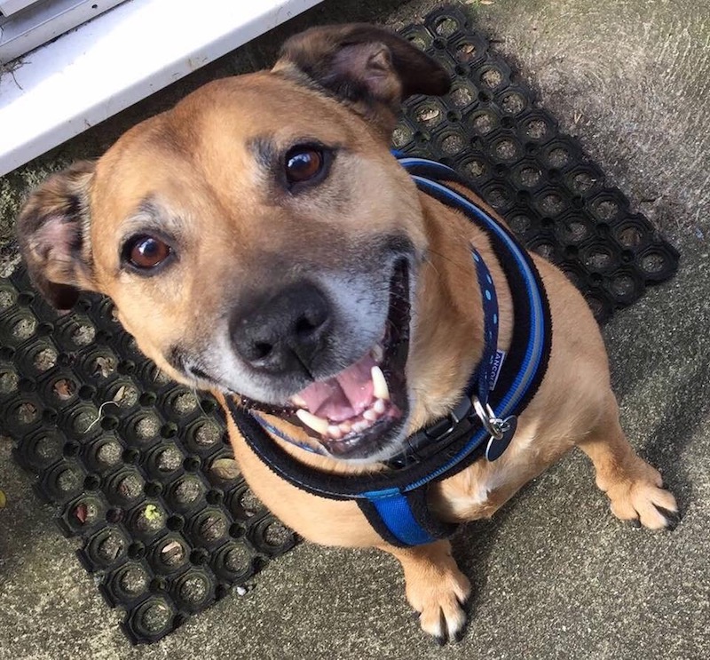 Sasha the dog smiling at camera