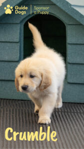 Crumble the golden Labrador guide dog puppy