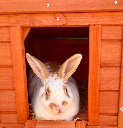 Dusty the white and ginger rabbit